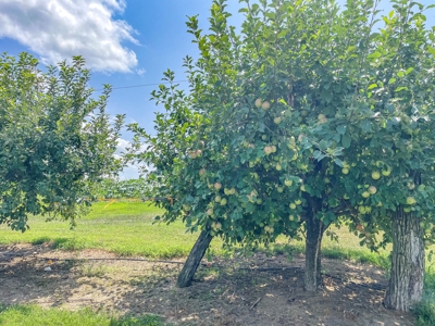 PEACH TREE FARM - Home & Business In The Heart of Missouri - image 37