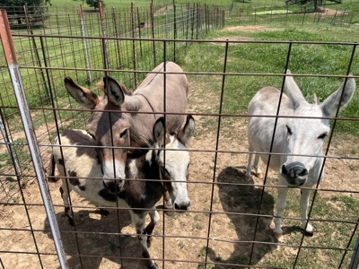 PEACH TREE FARM - Home & Business In The Heart of Missouri - image 30
