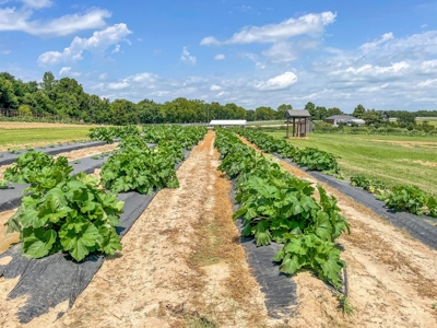 PEACH TREE FARM - Home & Business In The Heart of Missouri - image 34