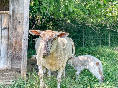 PEACH TREE FARM - Home & Business In The Heart of Missouri - image 32