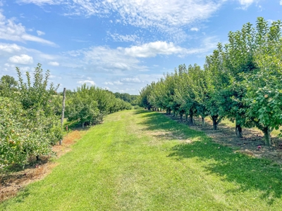 PEACH TREE FARM - Home & Business In The Heart of Missouri - image 36