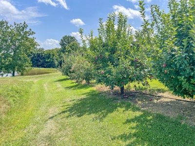 PEACH TREE FARM - Home & Business In The Heart of Missouri - image 39