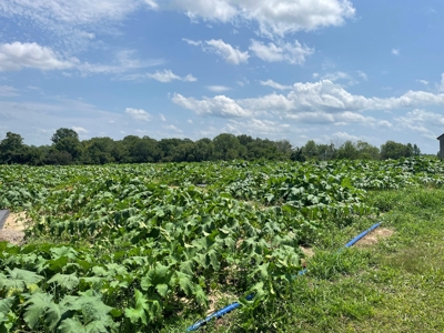 PEACH TREE FARM - Home & Business In The Heart of Missouri - image 35