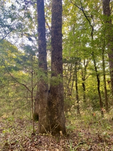 10 ± Acre Lot for Sale in Daisy, Oklahoma - image 4