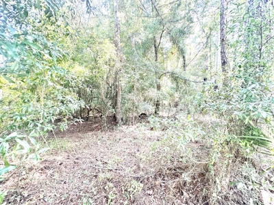 Land For Sale By The Suwannee River !! - image 2