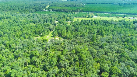 Land For Sale By The Suwannee River !! - image 7
