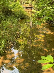Secluded 45-Acre Estate in Halifax County, VA - image 25