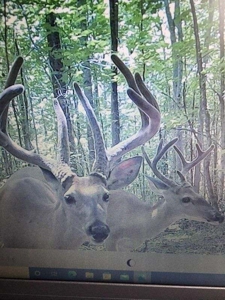 Secluded 45-Acre Estate in Halifax County, VA - image 28