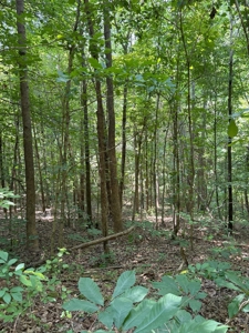 Secluded 45-Acre Estate in Halifax County, VA - image 23