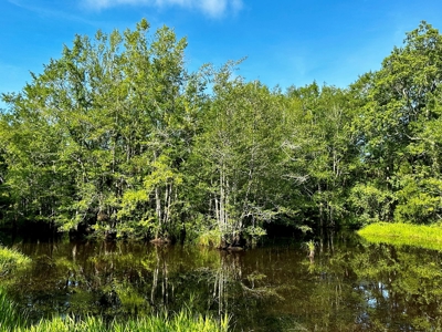 Land for sale Hartford, AL - image 3