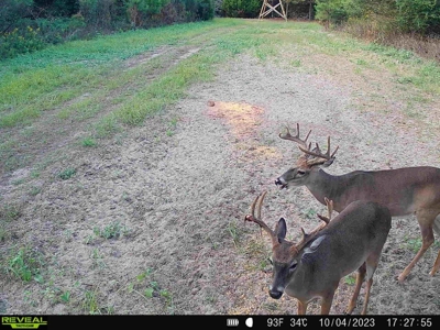 Land for sale Hartford, AL - image 42