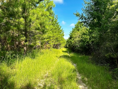 Land for sale Hartford, AL - image 6