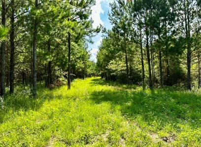 Land for sale Hartford, AL - image 16