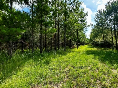 Land for sale Hartford, AL - image 17