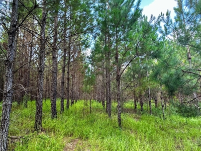 Land for sale Hartford, AL - image 12