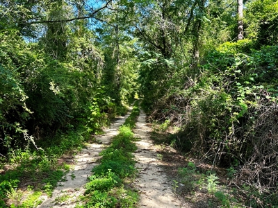 Land for sale Hartford, AL - image 4