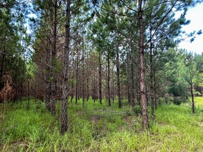 Land for sale Hartford, AL - image 11