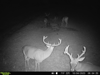 Land for sale Hartford, AL - image 40