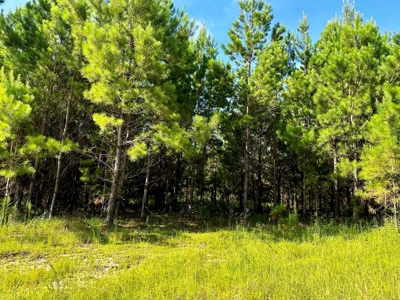 Land for sale Hartford, AL - image 5