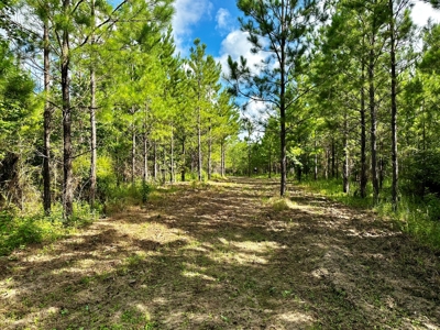 Land for sale Hartford, AL - image 20