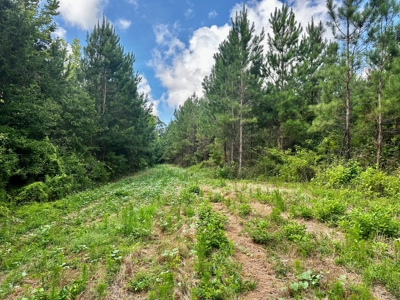 Land for sale Hartford, AL - image 36