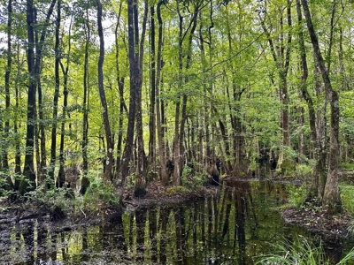 Land for sale Hartford, AL - image 35