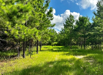 Land for sale Hartford, AL - image 33