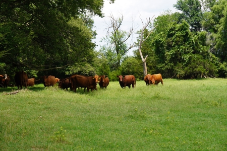 No Reserve Land Auction 154 Acres +/-, Perkins, OK, Sept 22 - image 14
