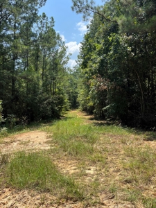 Large Hunting Land for Sale in Pine Hill, Alabama - image 11