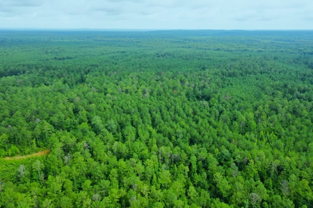 Large Hunting Land for Sale in Pine Hill, Alabama - image 2