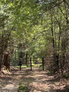 Large Hunting Land for Sale in Pine Hill, Alabama - image 14