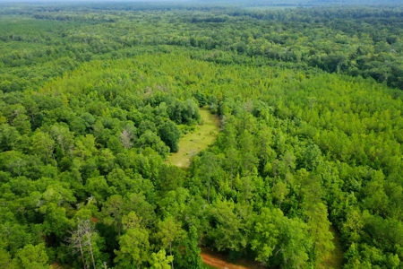 Large Hunting Land for Sale in Pine Hill, Alabama - image 1