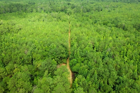 Large Hunting Land for Sale in Pine Hill, Alabama - image 10