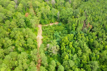 Large Hunting Land for Sale in Pine Hill, Alabama - image 3