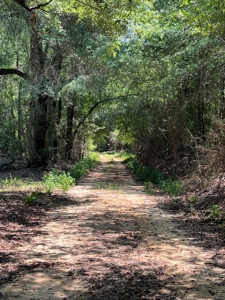 Large Hunting Land for Sale in Pine Hill, Alabama - image 13