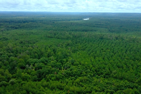 Large Hunting Land for Sale in Pine Hill, Alabama - image 4
