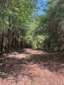 Large Hunting Land for Sale in Pine Hill, Alabama - image 12