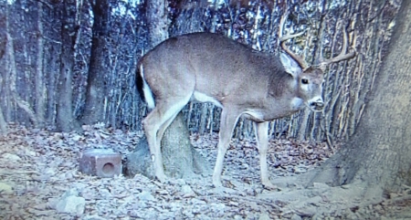 Ozark Hunting Ranch in South Central Missouri - image 44