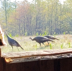 Ozark Hunting Ranch in South Central Missouri - image 48