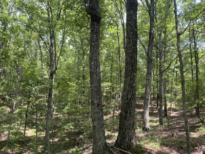 Hunting Land For Sale In Tn With Hardwood Timber - image 23