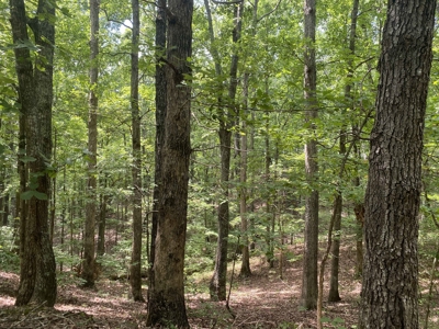 Hunting Land For Sale In Tn With Hardwood Timber - image 42