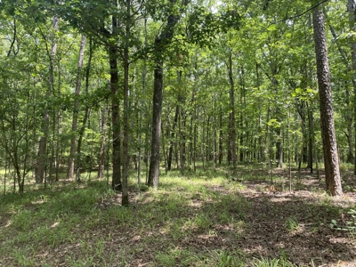 Hunting Land For Sale In Tn With Hardwood Timber - image 21