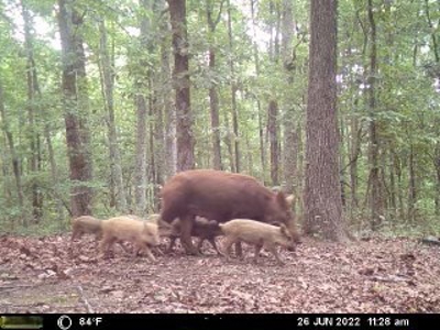 Hunting Land For Sale In Tn With Hardwood Timber - image 12