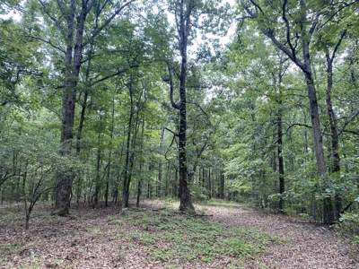 Hunting Land For Sale In Tn With Hardwood Timber - image 27