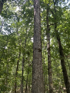 Hunting Land For Sale In Tn With Hardwood Timber - image 22