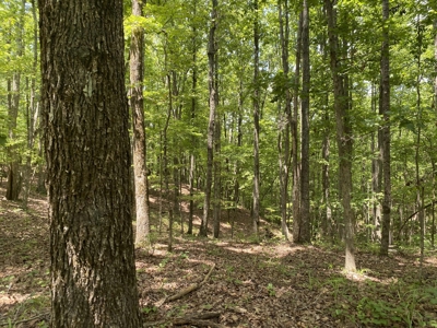 Hunting Land For Sale In Tn With Hardwood Timber - image 31