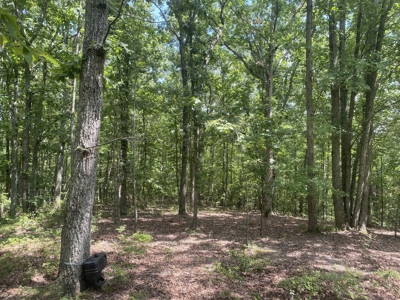 Hunting Land For Sale In Tn With Hardwood Timber - image 44