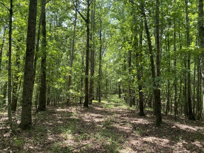 Hunting Land For Sale In Tn With Hardwood Timber - image 30