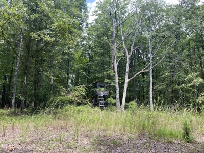Hunting Land For Sale In Tn With Hardwood Timber - image 16
