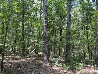 Hunting Land For Sale In Tn With Hardwood Timber - image 20
